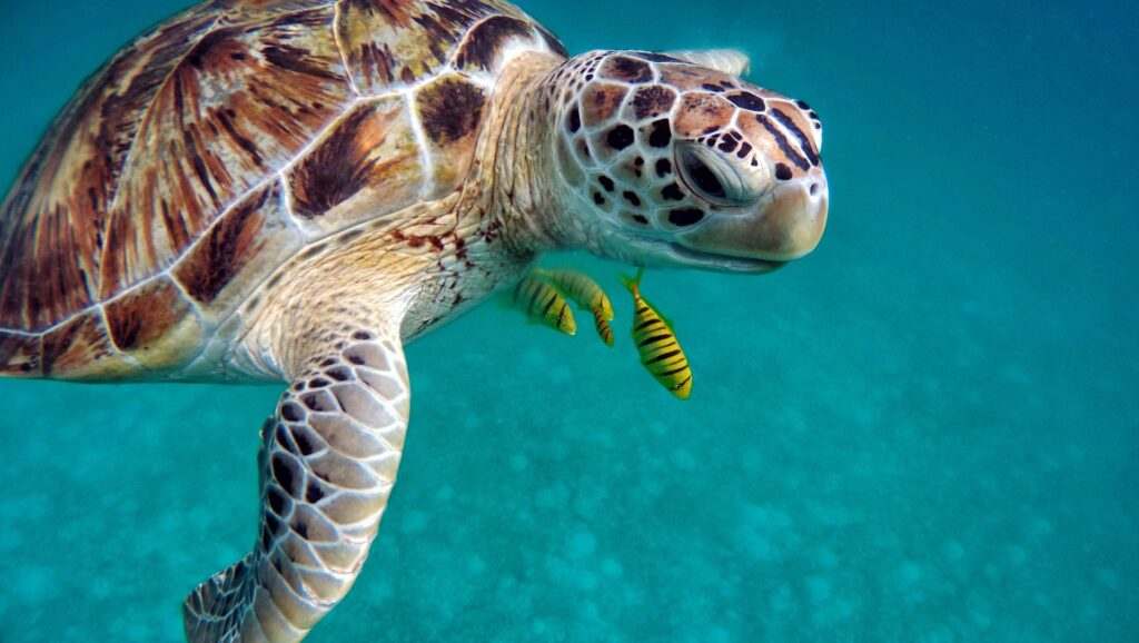 Turtle underwater