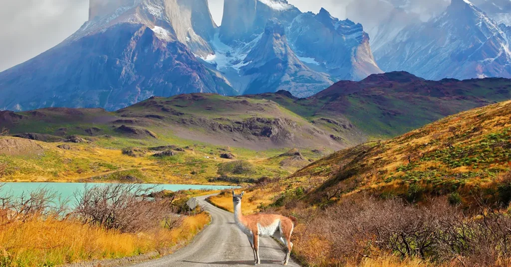 The wildlife and landscape of Patagonia